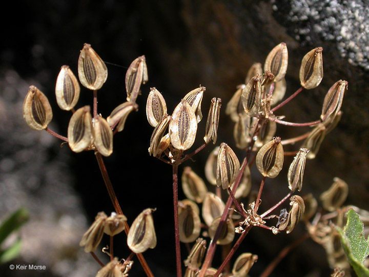 Lomatium hallii fruit
