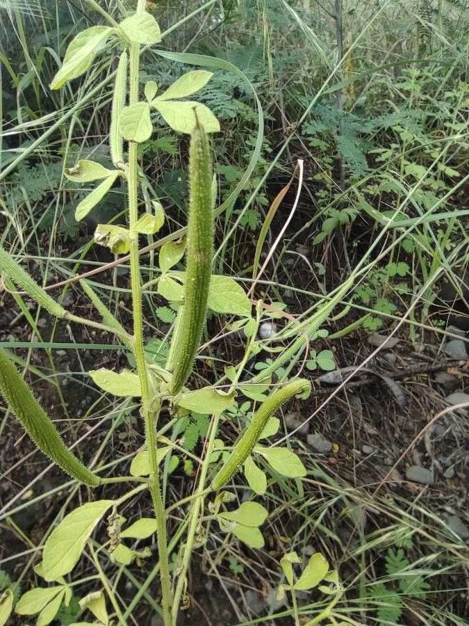 Cleome viscosa fruit