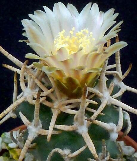 Pediocactus peeblesianus flower
