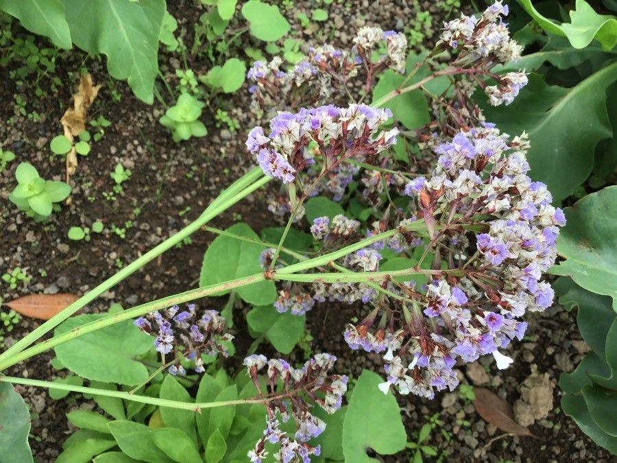 Limonium preauxii flower