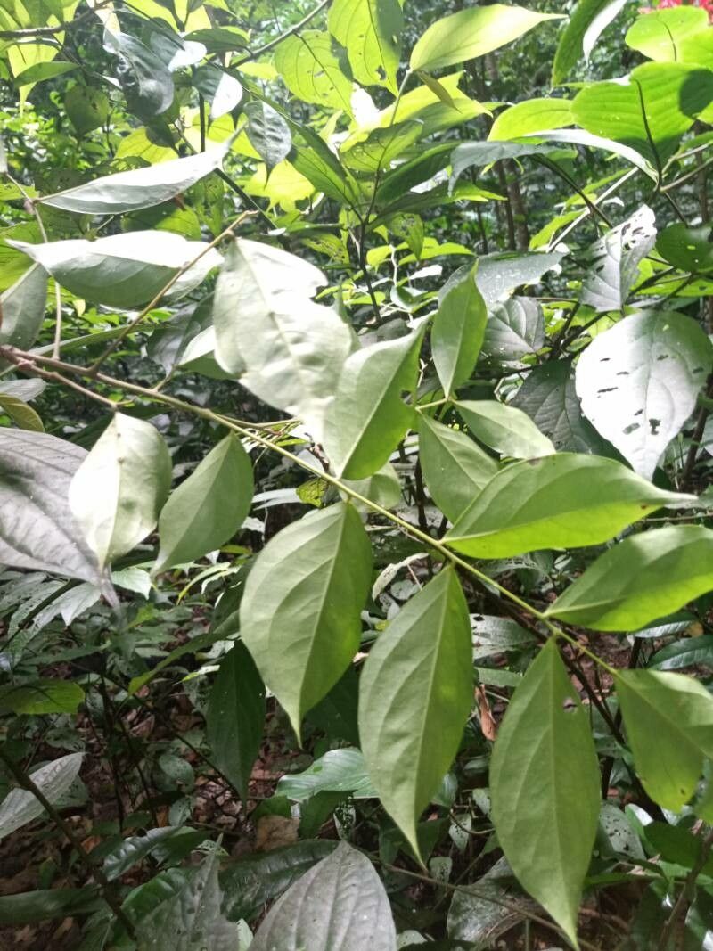 Picramnia guianensis leaf