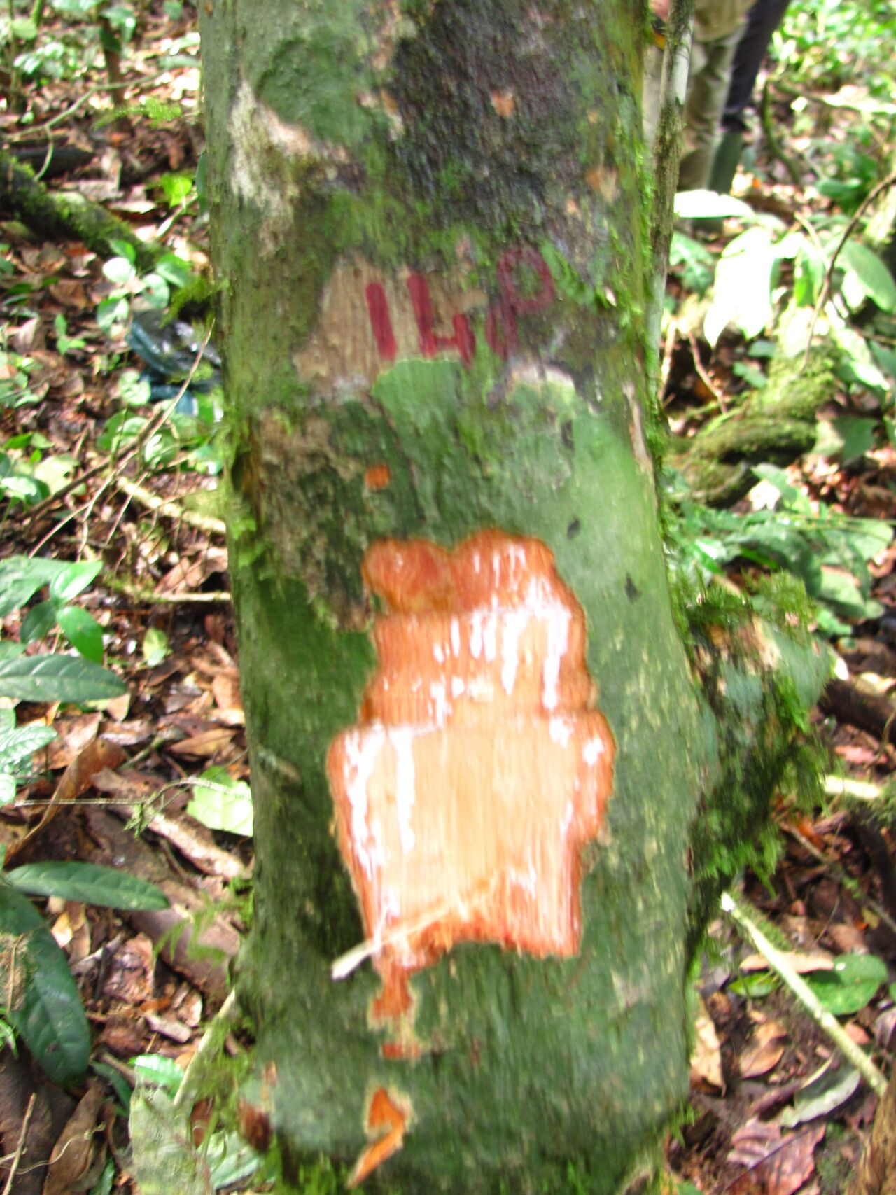 Englerophytum sylverianum bark