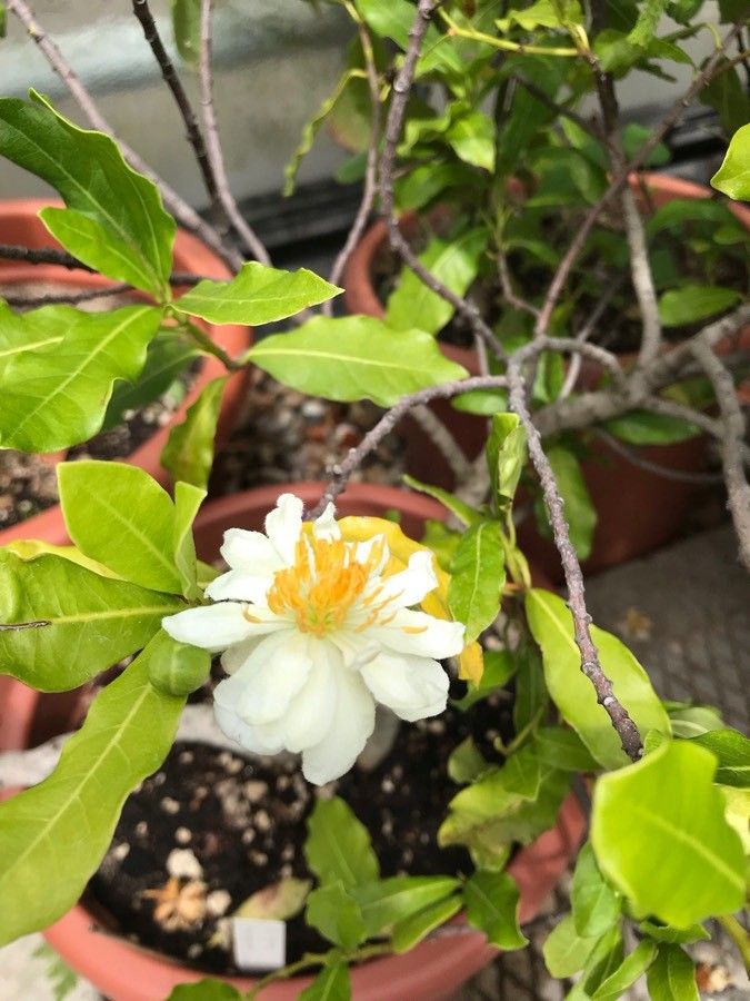 Xylotheca kraussiana flower