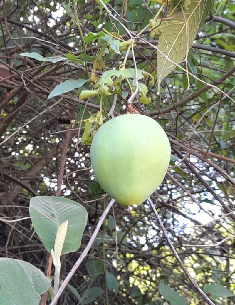 Passiflora tenuifila fruit