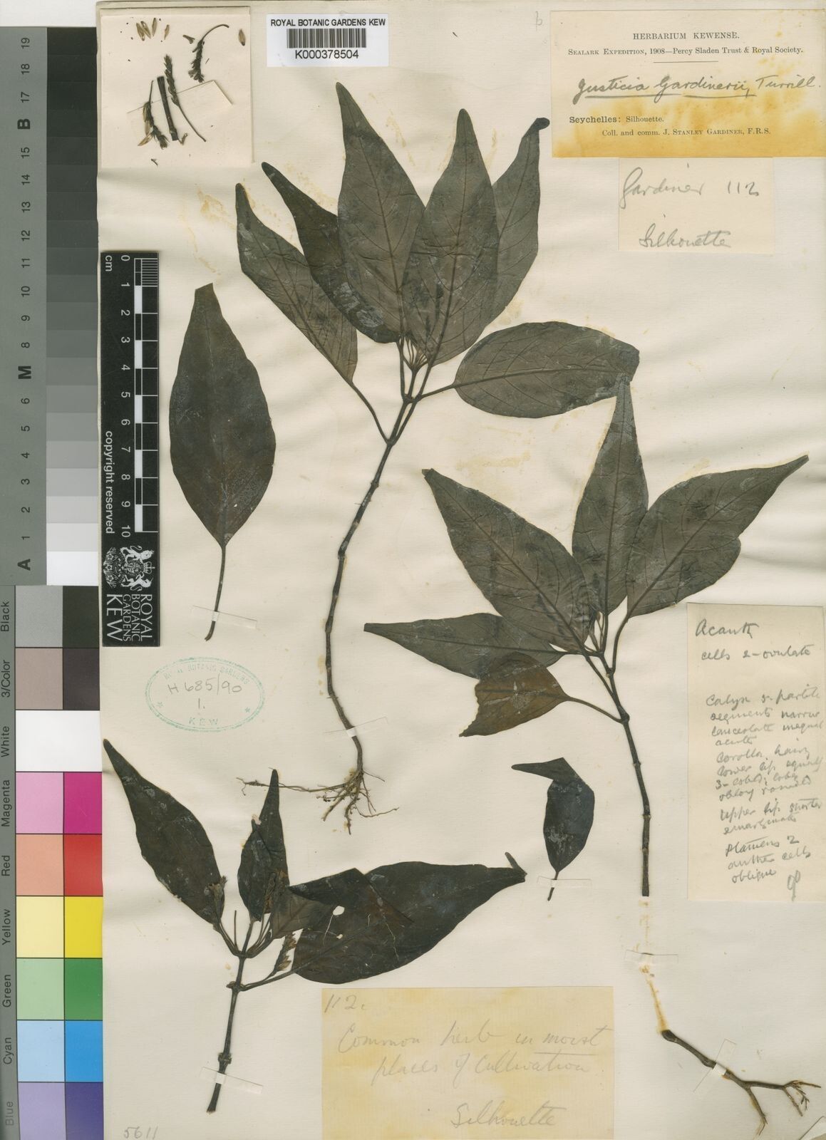 Justicia gardineri — houseplant care guide