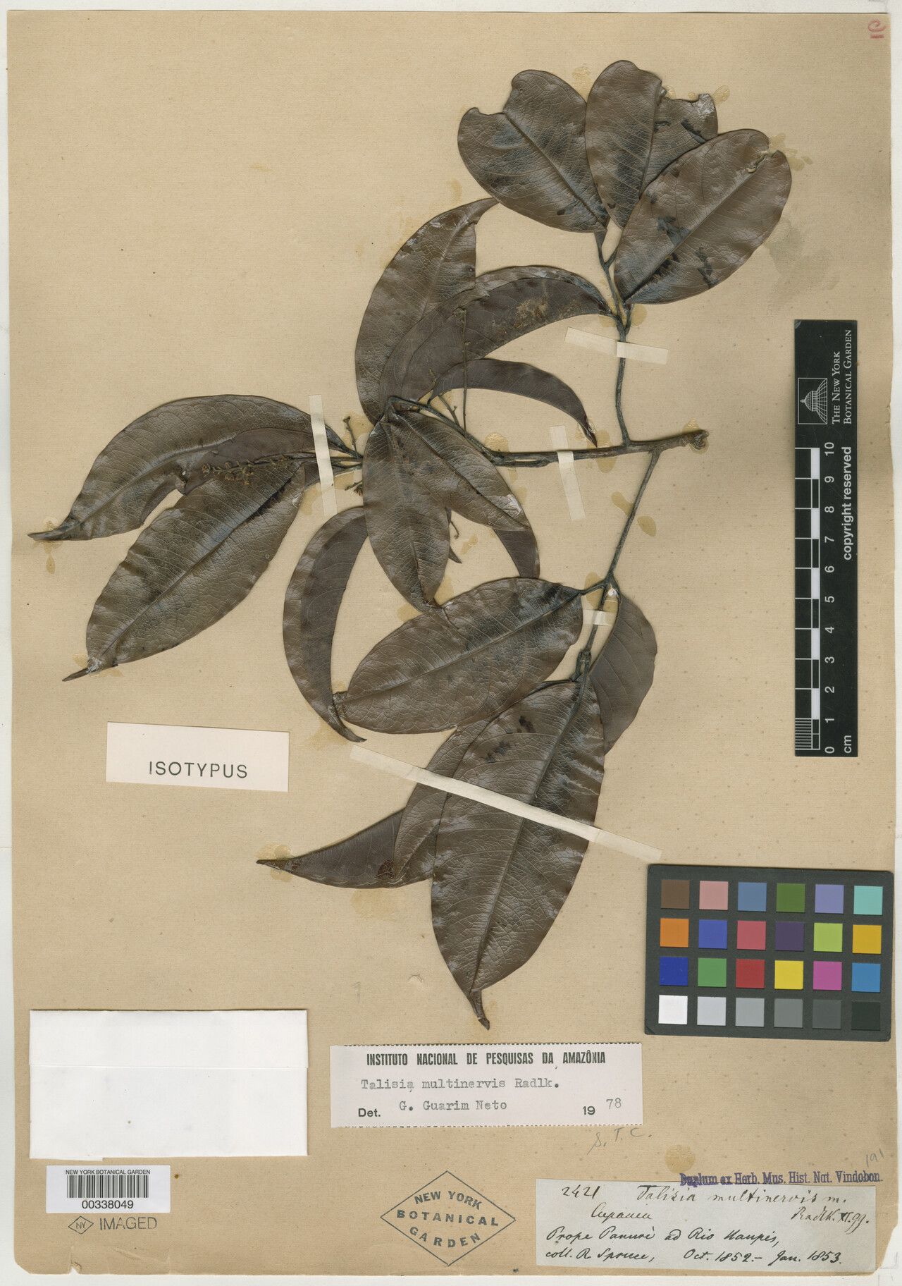 Talisia firma — houseplant care guide