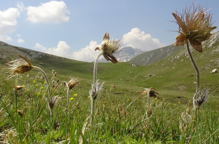 Anemone vernalis fruit