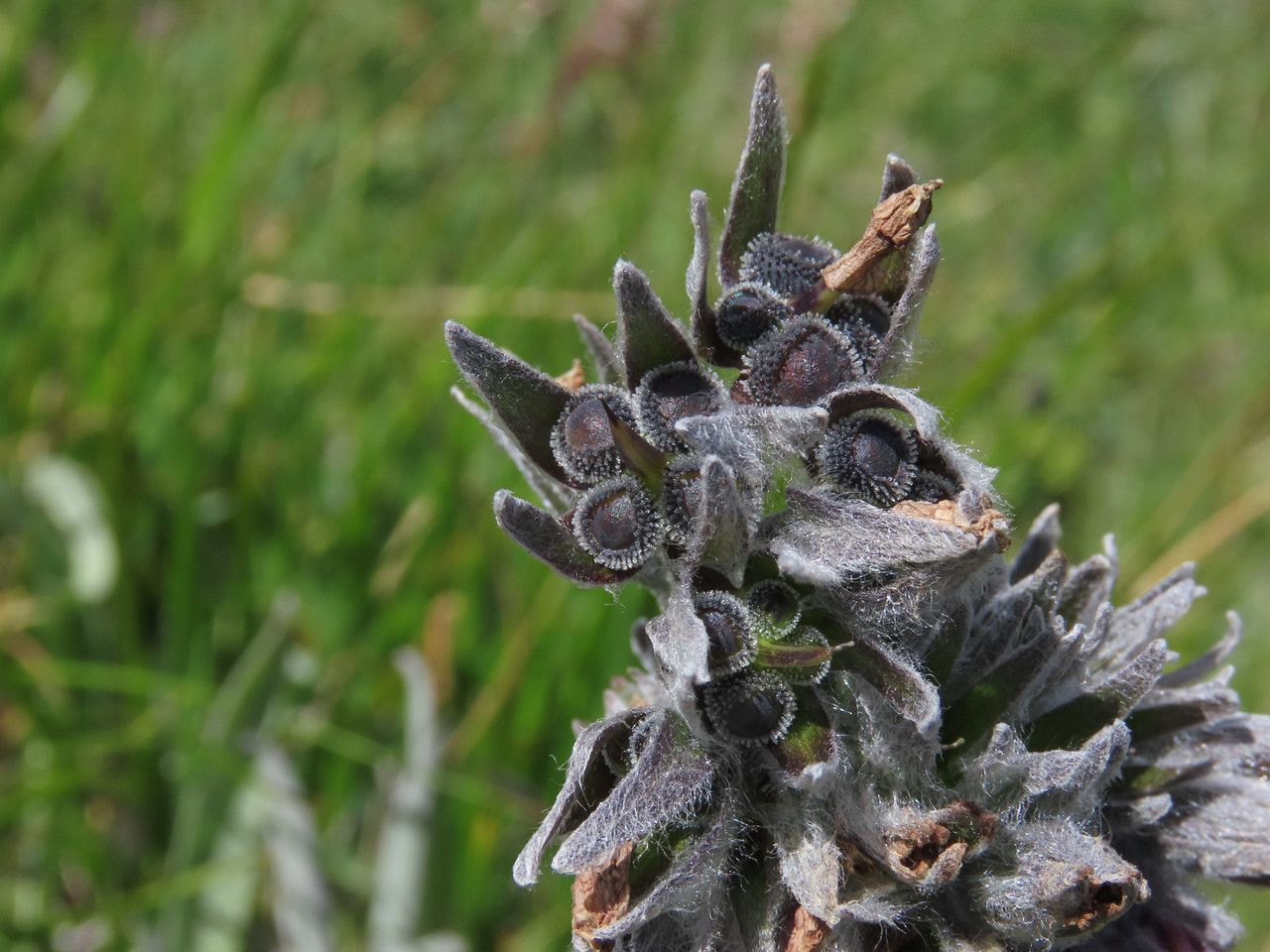 Cynoglossum magellense fruit
