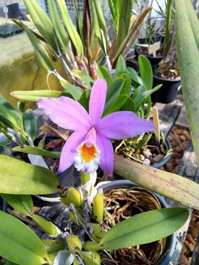Cattleya jongheana flower
