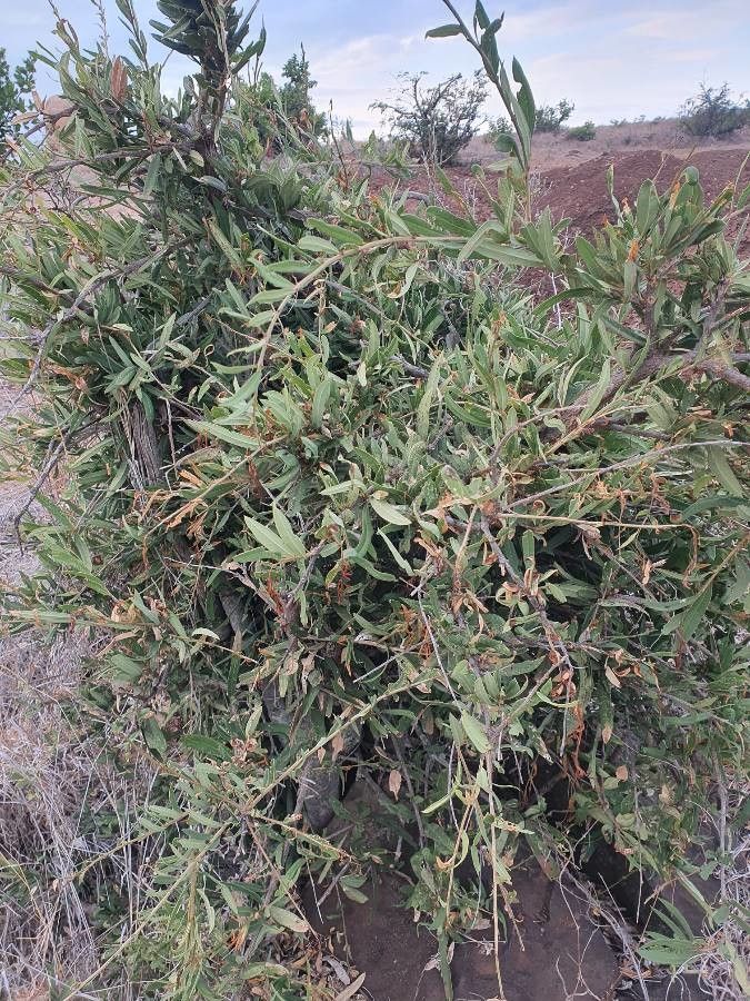 Boscia angustifolia leaf