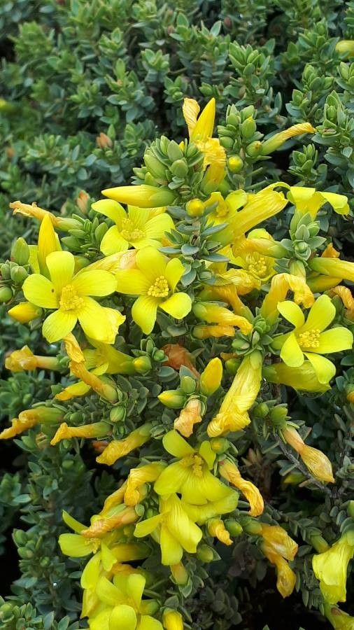 Hypericum aegypticum