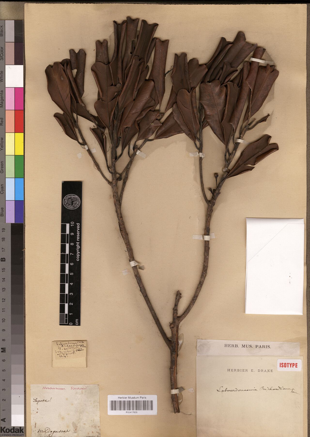 Labourdonnaisia richardiana — related species from the same genus