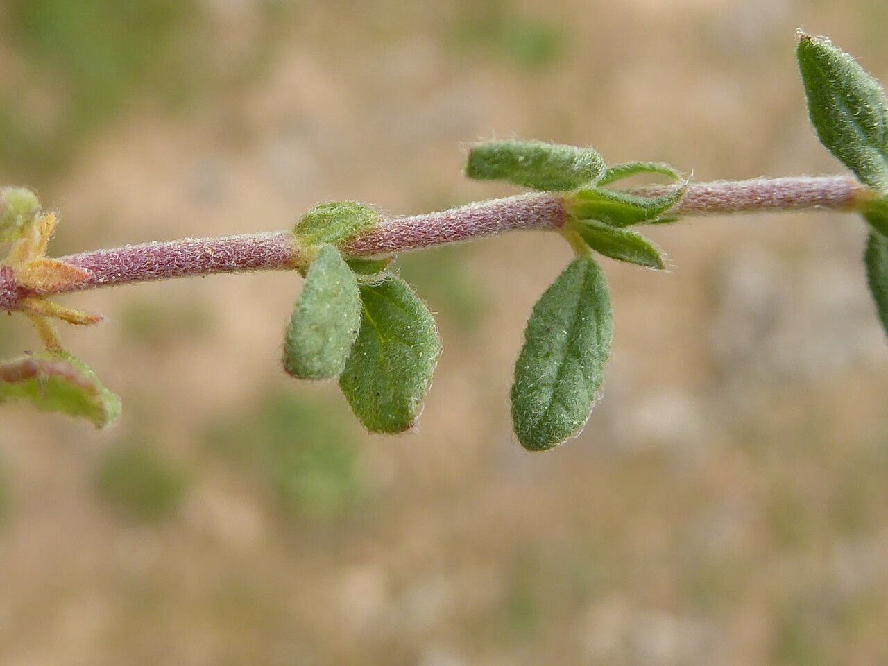 Helianthemum ledifolium leaf