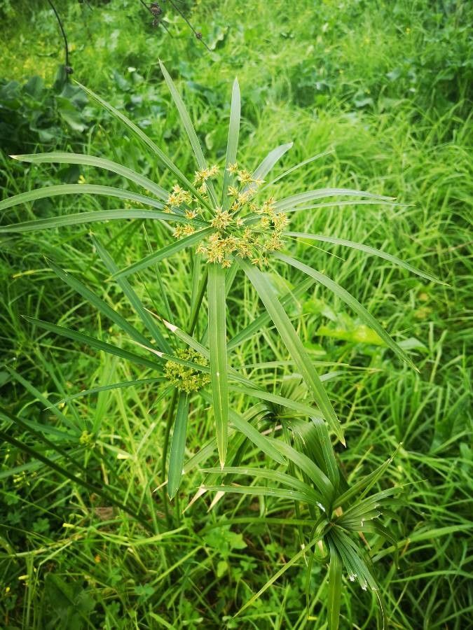 Cyperus tenuis — search result for 'Cyperus'