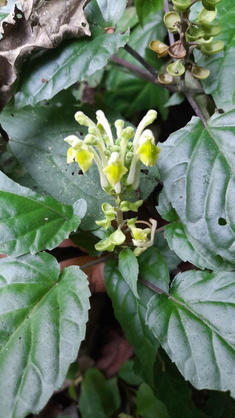 Scutellaria orichalcea flower
