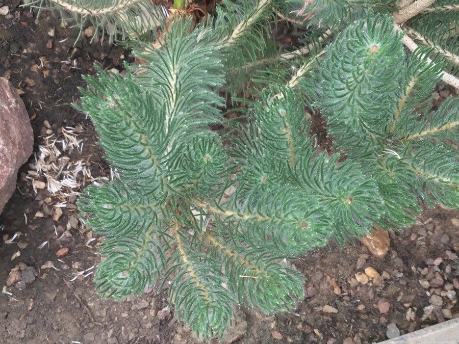 Calothamnus sanguineus — houseplant care guide