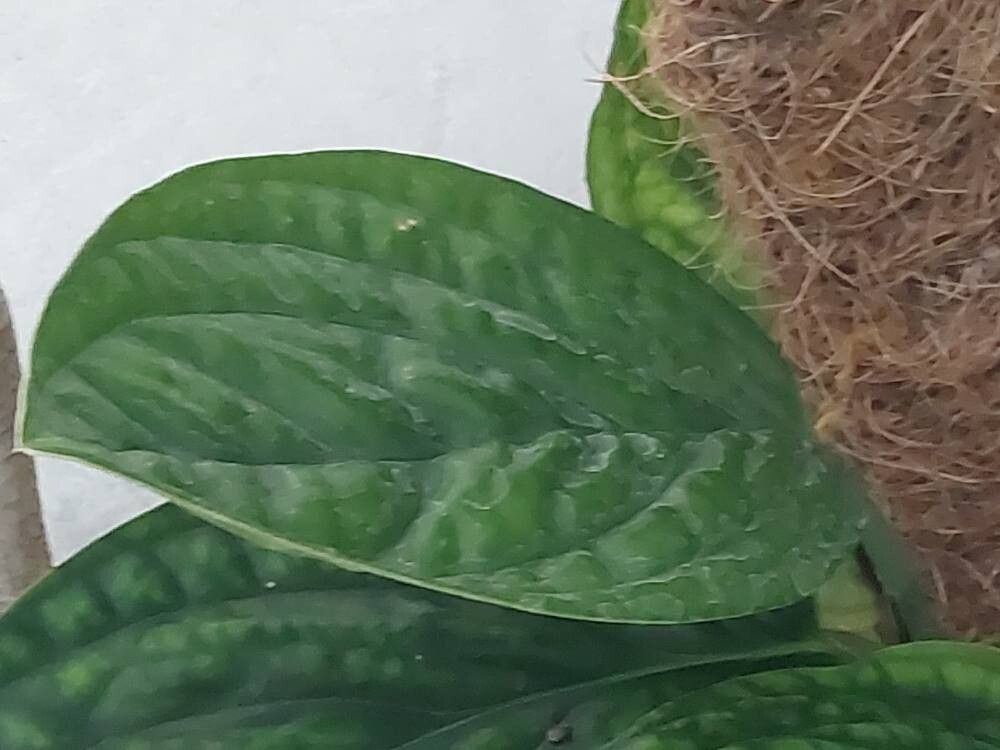 Philodendron opacum leaf