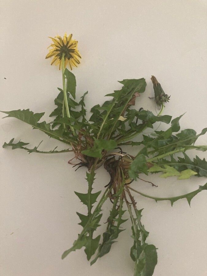 Taraxacum lamprophyllum — search result for 'Taraxacum'