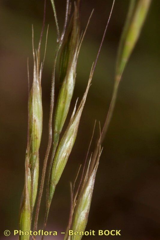 Ventenata dubia fruit