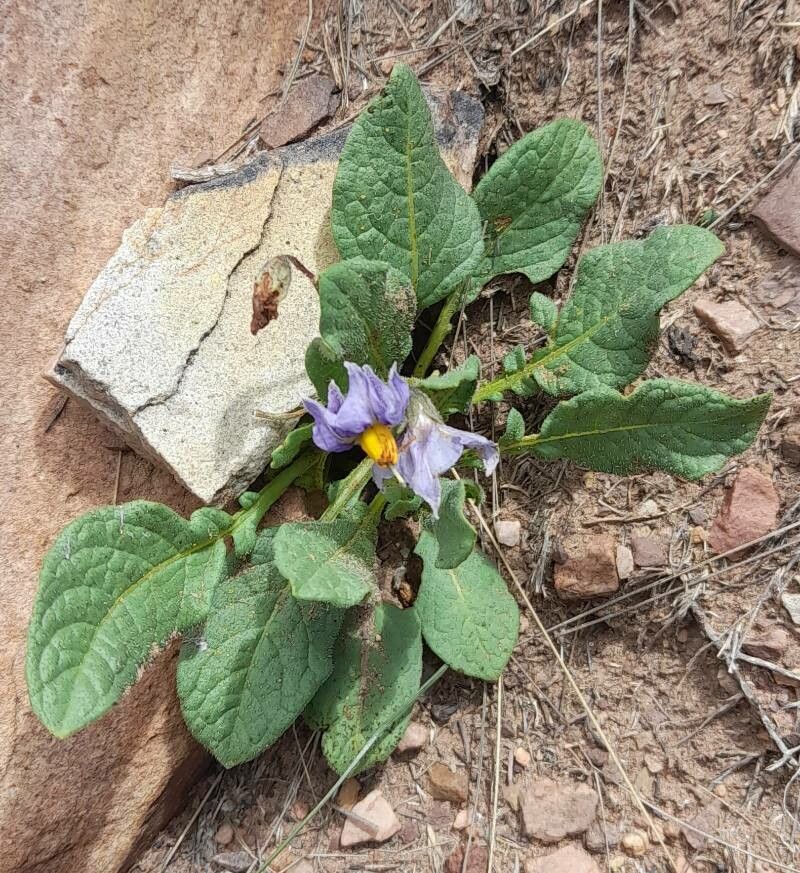 Solanum boliviense habit