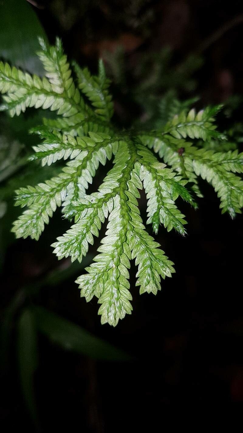 Selaginella arthritica — search result for 'Selaginella'