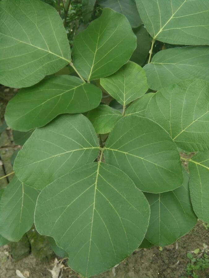 Butea monosperma — search result for 'Bangladesh'