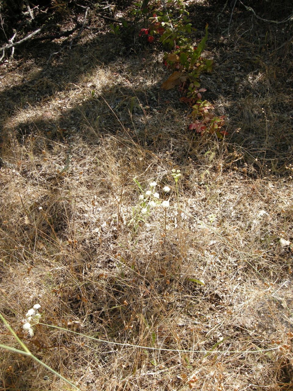 Perideridia kelloggii habit