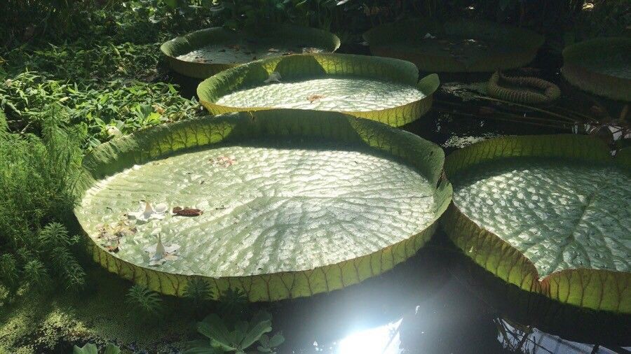 Victoria regia
