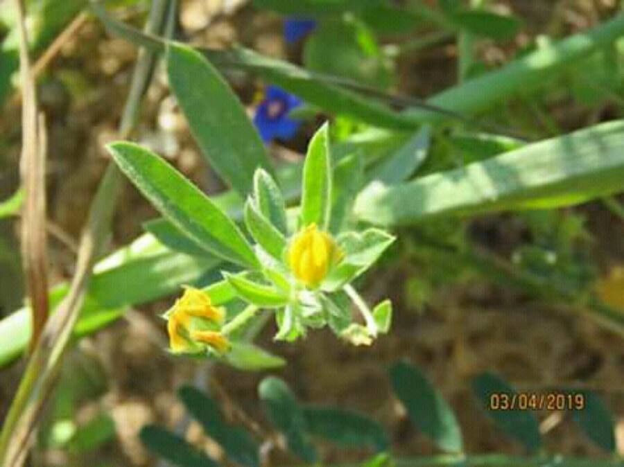 Hymenocarpos circinnatus flower