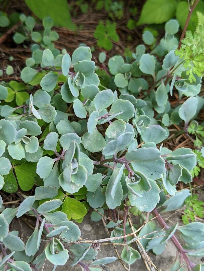 Sedum cauticola leaf