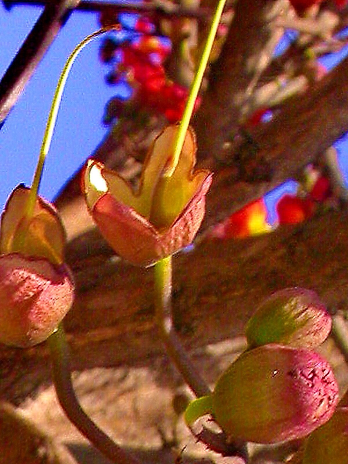 Fernandoa magnifica — houseplant care guide