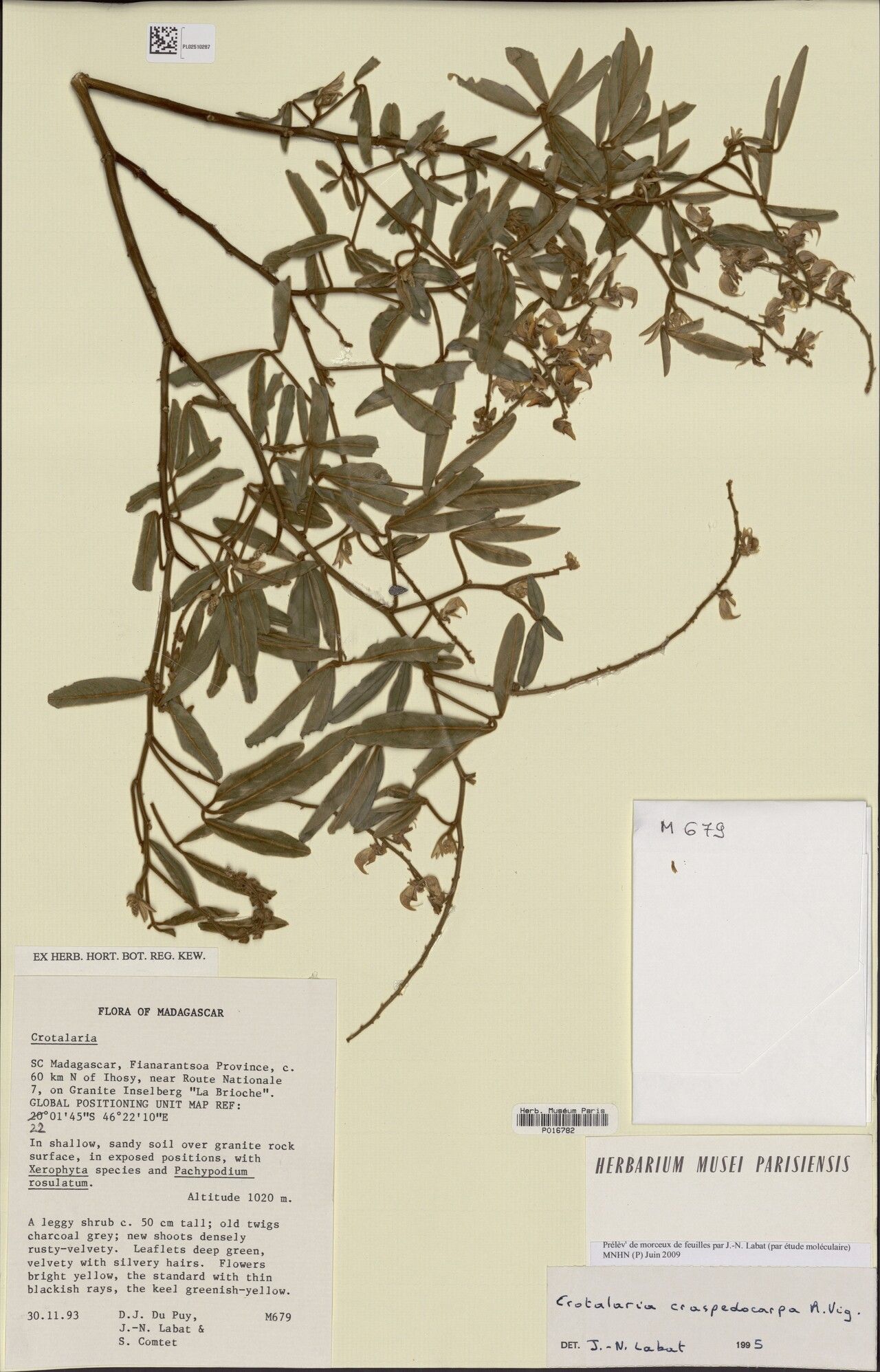 Crotalaria craspedocarpa — houseplant care guide