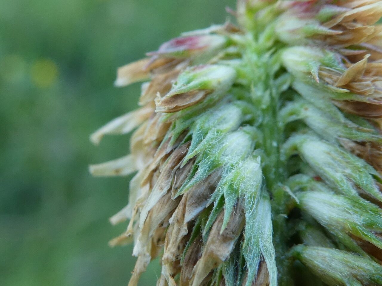 Trifolium montanum fruit