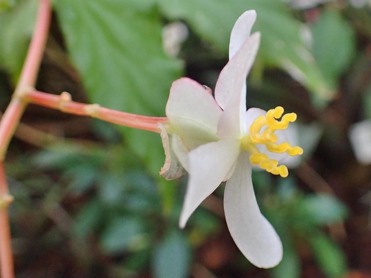 Begonia acutifolia flower