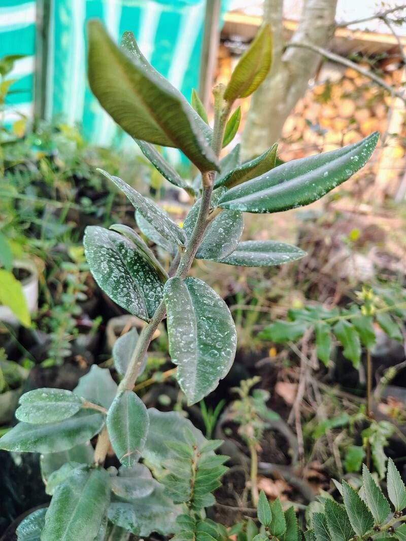 Pouteria valparadisaea leaf