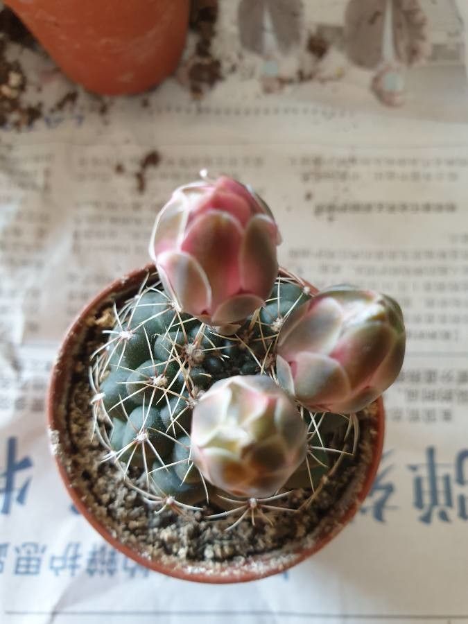 Gymnocalycium Calochlorum fruit