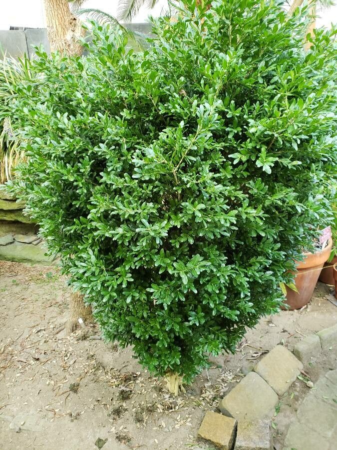 Buxus harlandii habit