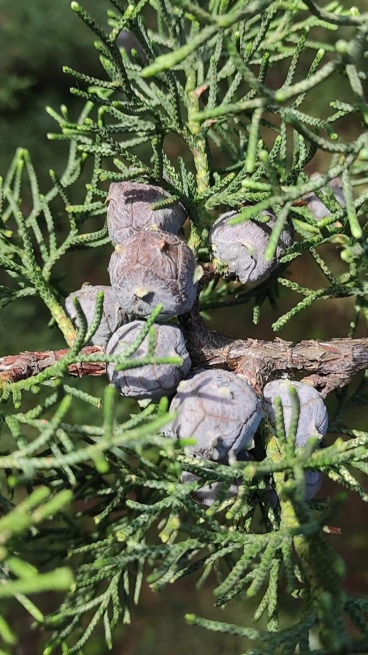 Cupressus lusitanica fruit