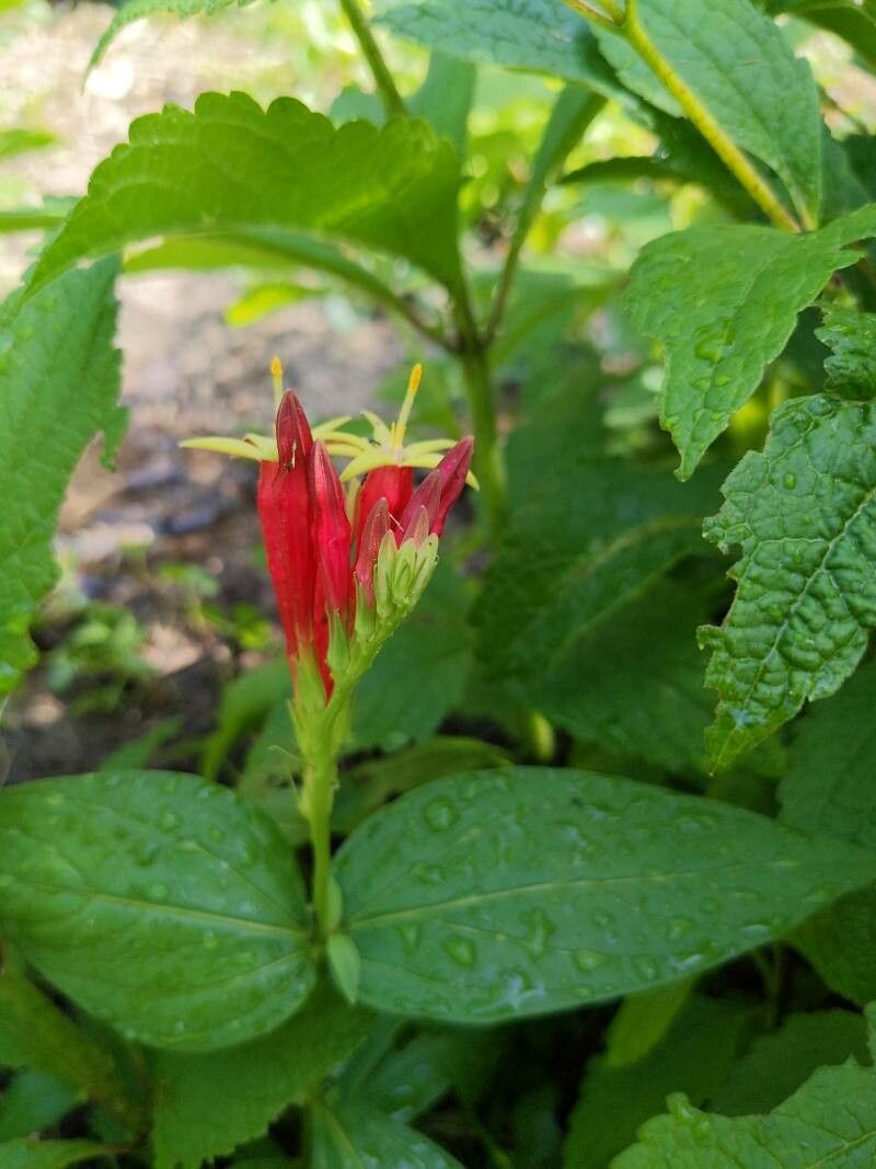 Spigelia marilandica flower