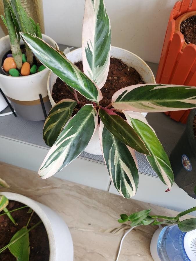 Stromanthe sellowiana leaf