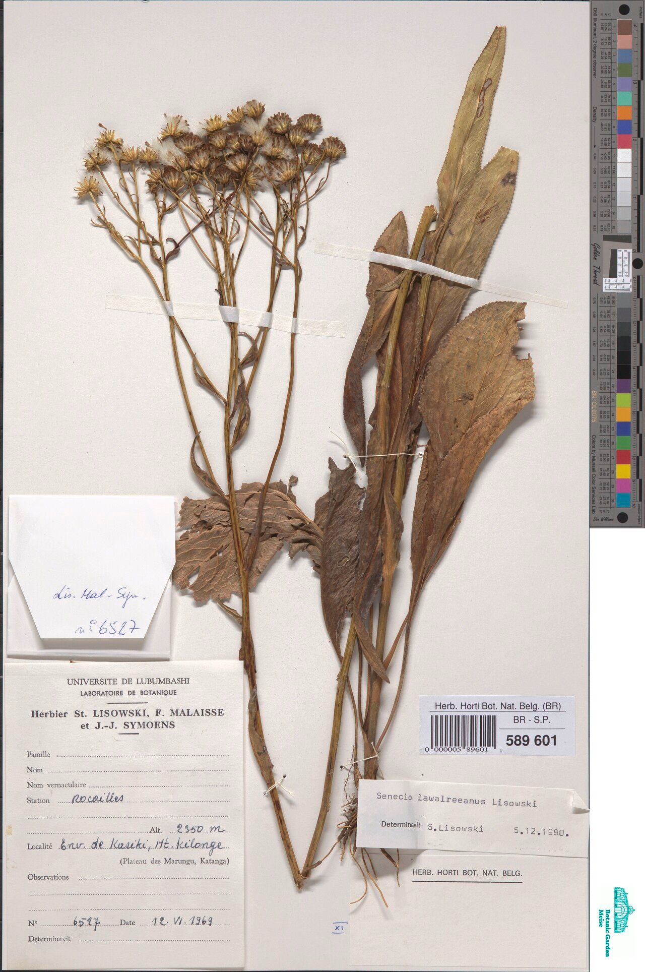 Senecio lawalreeanus — houseplant care guide