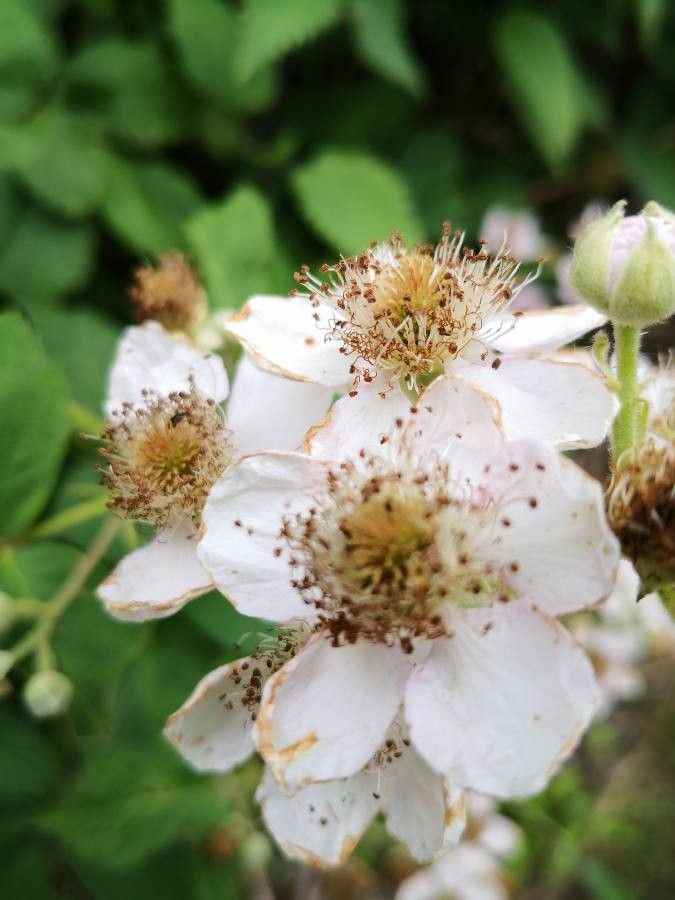 Rubus canescens flower