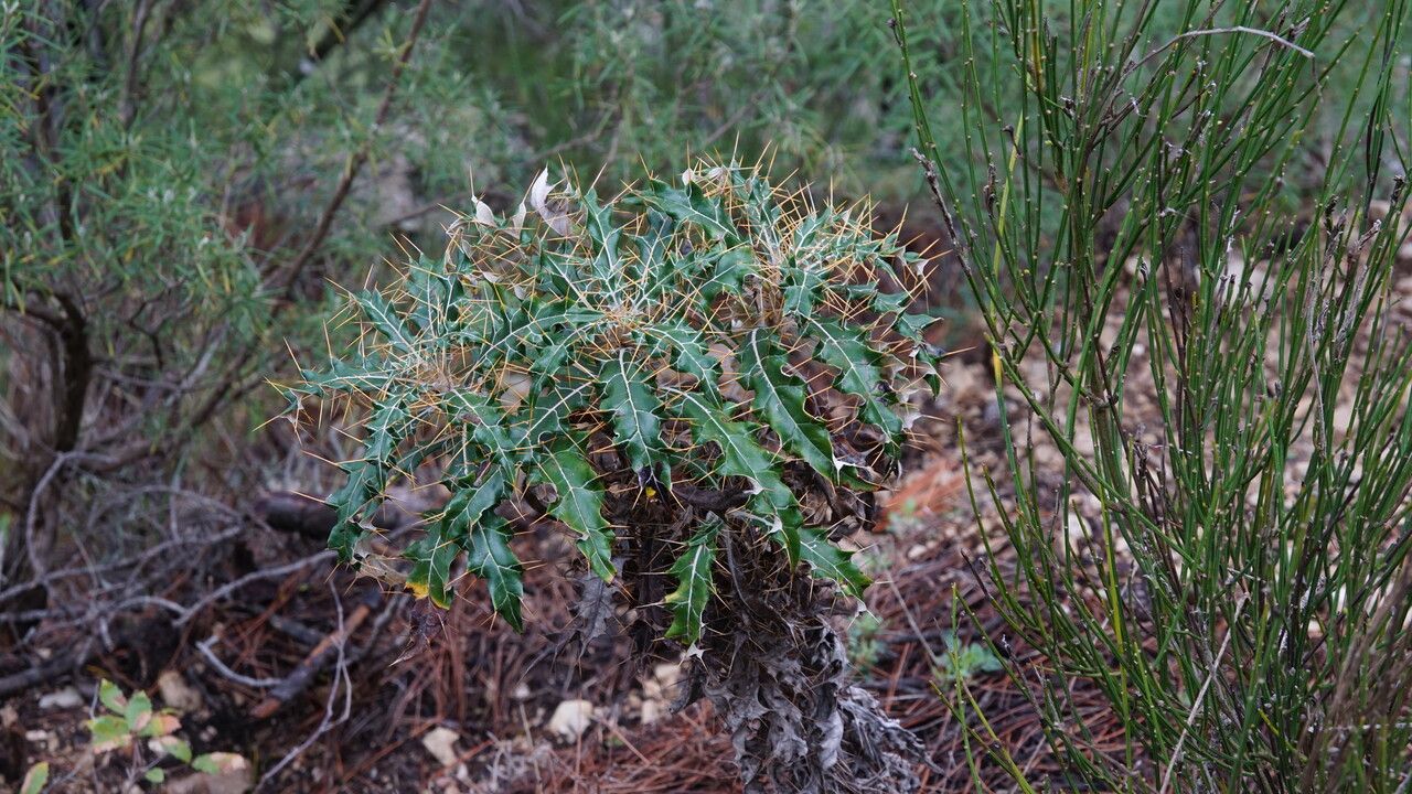 Ptilostemon hispanicus — houseplant care guide