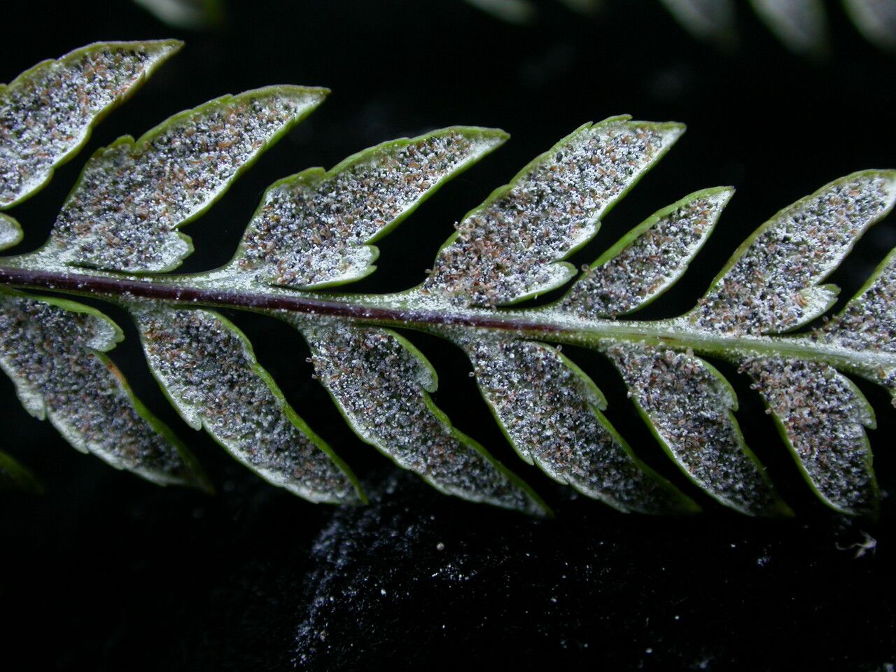 Hemionitis bicolor — houseplant care guide