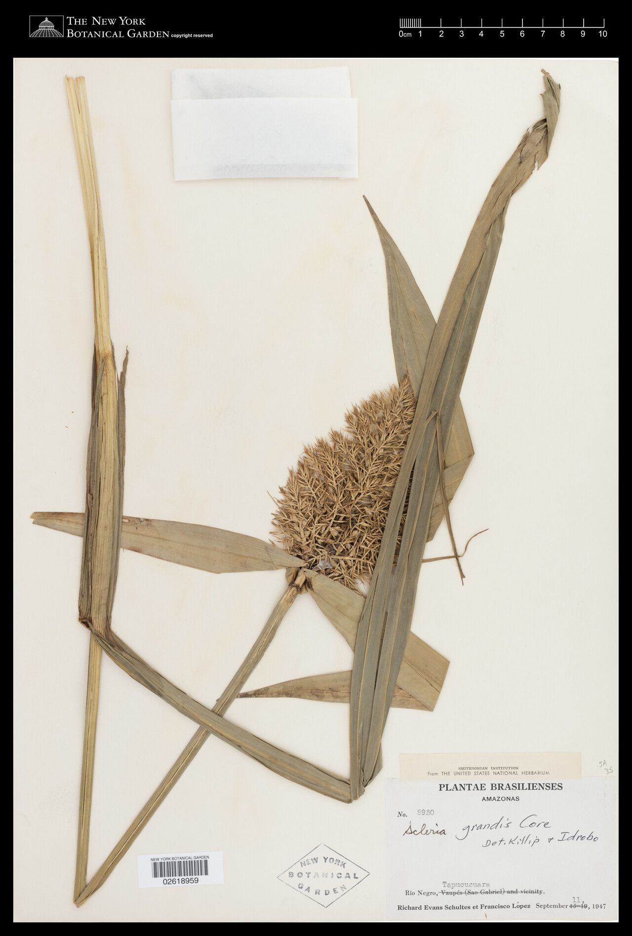 Scleria robusta — houseplant care guide