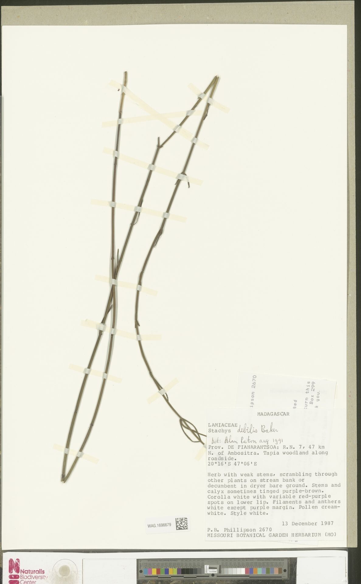 Stachys bakeri — search result for 'Stachys'