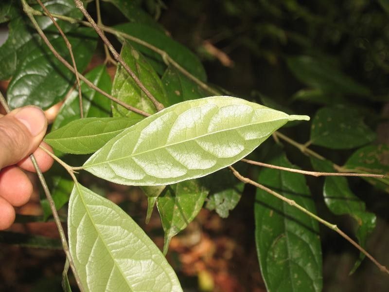 Siparuna cuspidata leaf