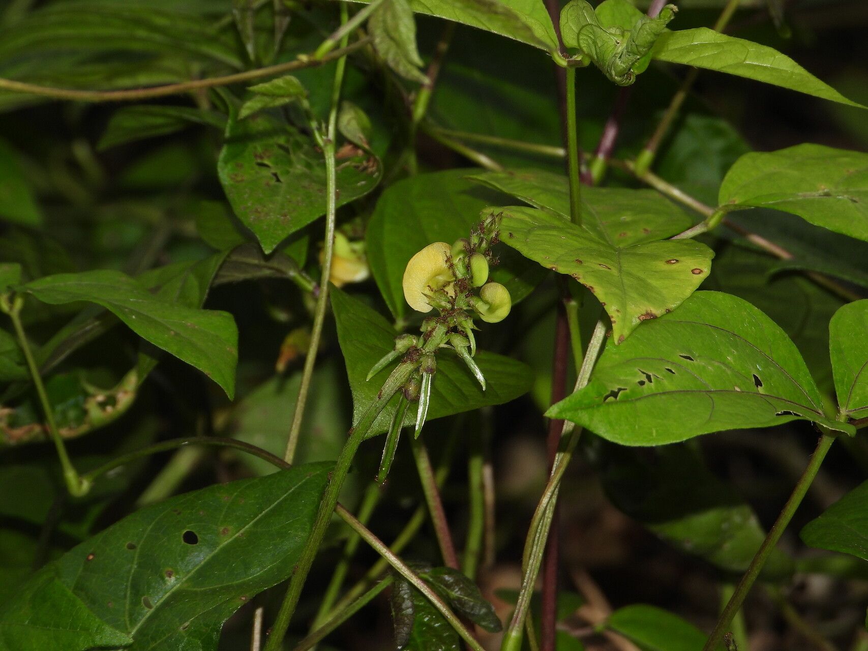 Vigna juruana — houseplant care guide