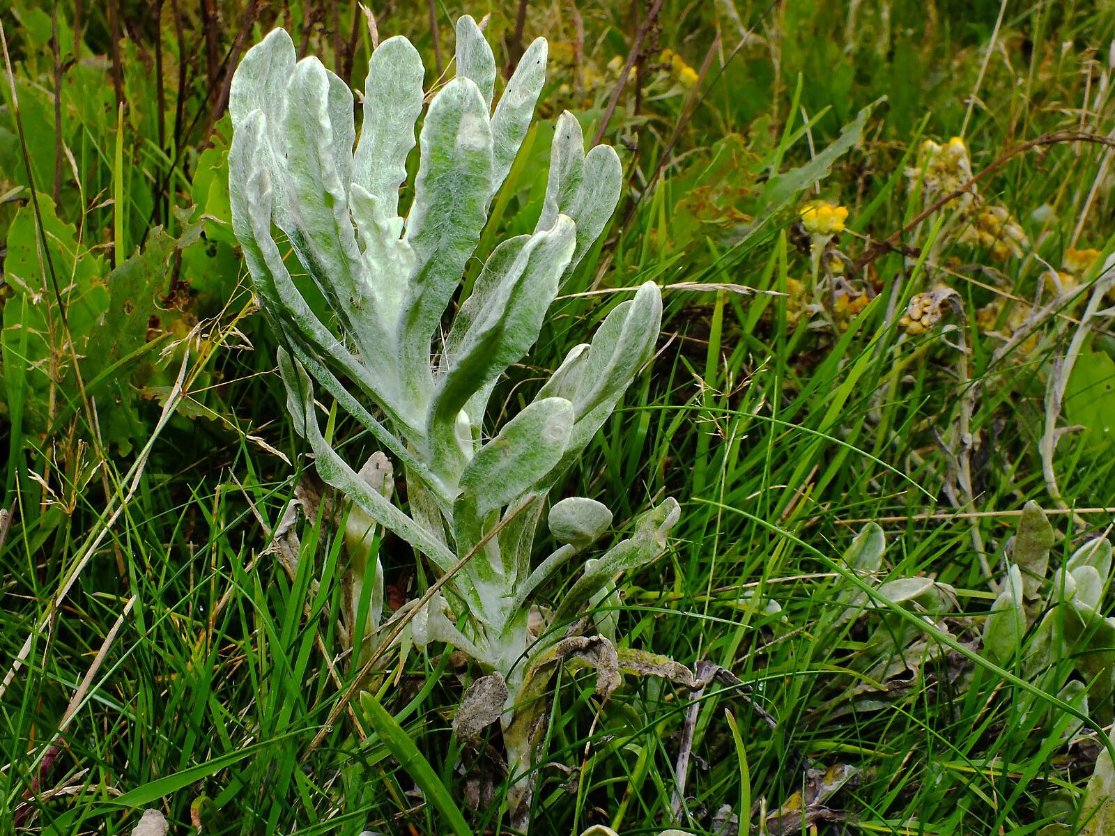 Helichrysum arenarium — search result for 'Helichrysum'