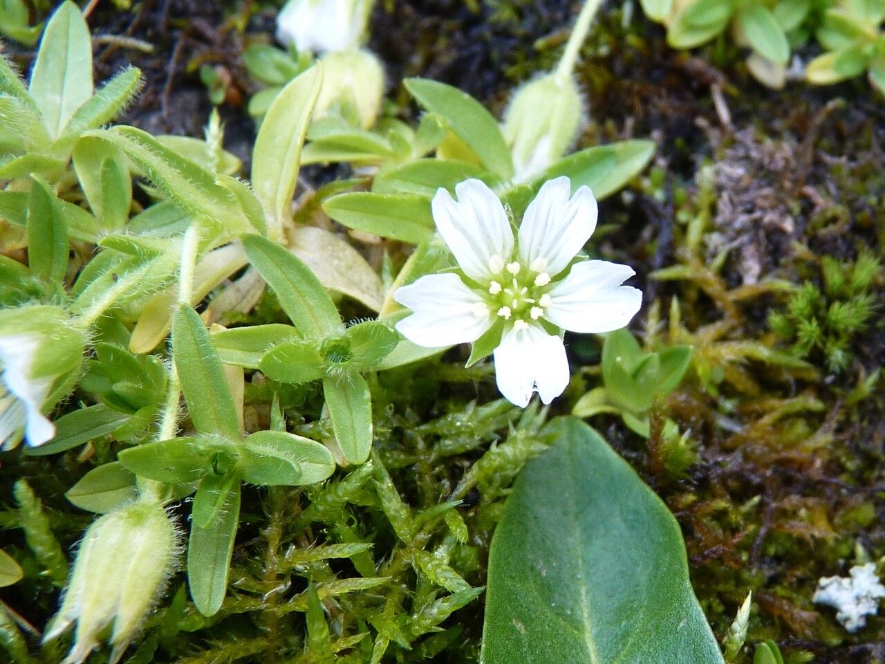 Cerastium pedunculatum flower